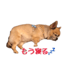 ちわわのポッキー実写版2（個別スタンプ：8）