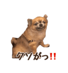 ちわわのポッキー実写版2（個別スタンプ：10）