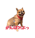 ちわわのポッキー実写版2（個別スタンプ：16）