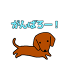 ダックスフントの言葉スタンプ（個別スタンプ：13）