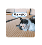 Life with animals！（個別スタンプ：12）