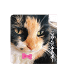Life with animals！（個別スタンプ：14）