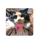 Life with animals！（個別スタンプ：21）