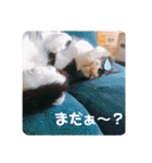 Life with animals！（個別スタンプ：23）