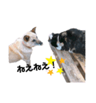 Life with animals！（個別スタンプ：40）