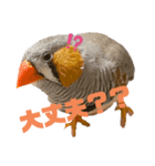 チャポ一家2（個別スタンプ：6）