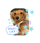 ダックス ららちゃんスタンプ4（個別スタンプ：2）