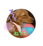 ダックス ららちゃんスタンプ4（個別スタンプ：3）