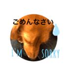 ダックス ららちゃんスタンプ4（個別スタンプ：4）