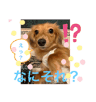 ダックス ららちゃんスタンプ4（個別スタンプ：10）