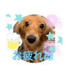 ダックス ららちゃんスタンプ4（個別スタンプ：12）