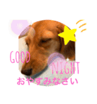 ダックス ららちゃんスタンプ4（個別スタンプ：13）