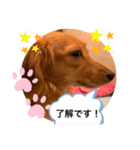 ダックス ららちゃんスタンプ4（個別スタンプ：16）