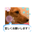 ダックス ららちゃんスタンプ4（個別スタンプ：18）