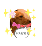 ダックス ららちゃんスタンプ4（個別スタンプ：19）