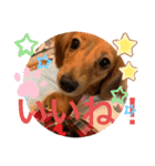 ダックス ららちゃんスタンプ4（個別スタンプ：20）