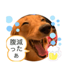 ダックス ららちゃんスタンプ4（個別スタンプ：23）