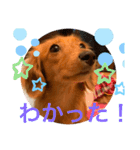 ダックス ららちゃんスタンプ4（個別スタンプ：24）