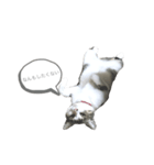 怠いキジ白ちゃん（個別スタンプ：5）