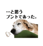 寝ながら屁をするビーグル犬プント（個別スタンプ：1）