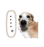 寝ながら屁をするビーグル犬プント（個別スタンプ：2）