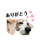 寝ながら屁をするビーグル犬プント（個別スタンプ：3）