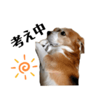 寝ながら屁をするビーグル犬プント（個別スタンプ：5）