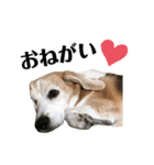 寝ながら屁をするビーグル犬プント（個別スタンプ：6）