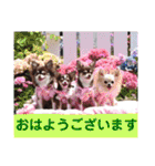 チェリー＆ピーチ♪スバル♪アムール♪ポム（個別スタンプ：1）
