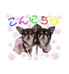 チェリー＆ピーチ♪スバル♪アムール♪ポム（個別スタンプ：2）