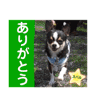 チェリー＆ピーチ♪スバル♪アムール♪ポム（個別スタンプ：6）