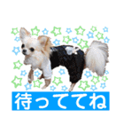 チェリー＆ピーチ♪スバル♪アムール♪ポム（個別スタンプ：15）