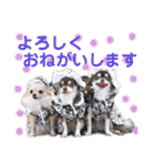 チェリー＆ピーチ♪スバル♪アムール♪ポム（個別スタンプ：17）