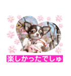 チェリー＆ピーチ♪スバル♪アムール♪ポム（個別スタンプ：23）