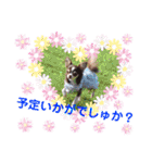 チェリー＆ピーチ♪スバル♪アムール♪ポム（個別スタンプ：34）