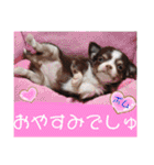 チェリー＆ピーチ♪スバル♪アムール♪ポム（個別スタンプ：35）