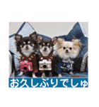 チェリー＆ピーチ♪スバル♪アムール♪ポム（個別スタンプ：38）