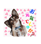 チェリー＆ピーチ♪スバル♪アムール♪ポム（個別スタンプ：39）