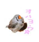 キンカチョウのチャポ一家（個別スタンプ：1）
