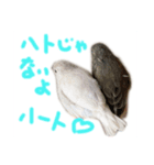 キンカチョウのチャポ一家（個別スタンプ：2）