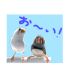 キンカチョウのチャポ一家（個別スタンプ：3）
