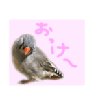 キンカチョウのチャポ一家（個別スタンプ：4）