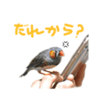 キンカチョウのチャポ一家（個別スタンプ：5）
