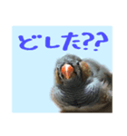 キンカチョウのチャポ一家（個別スタンプ：6）