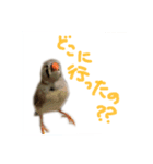キンカチョウのチャポ一家（個別スタンプ：7）