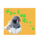 キンカチョウのチャポ一家（個別スタンプ：8）