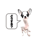チワワのpinoスタンプ③（個別スタンプ：13）