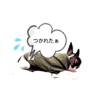 チワワのpinoスタンプ③（個別スタンプ：17）