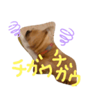 フレンチブルドッグ☆リブの楽しい毎日②（個別スタンプ：3）