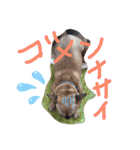フレンチブルドッグ☆リブの楽しい毎日②（個別スタンプ：11）